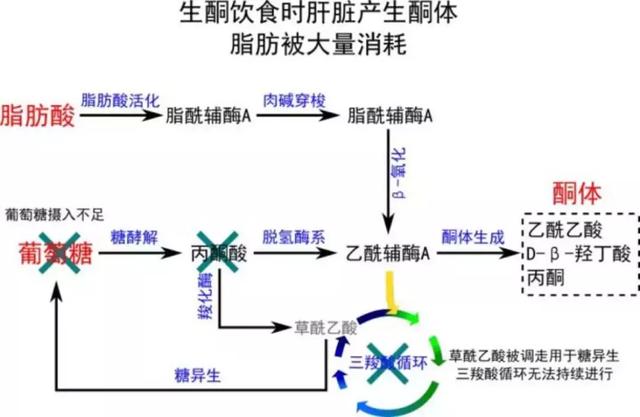 减肥智商税？你中招了吗！高强度无间隙运动，榨干你的脂肪