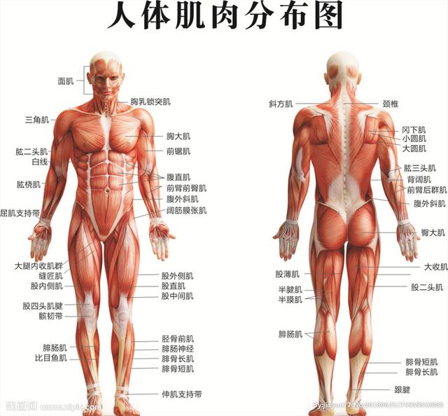 听说徒手健身练不大肌肉？看看这些90后的身材，让你心服口服