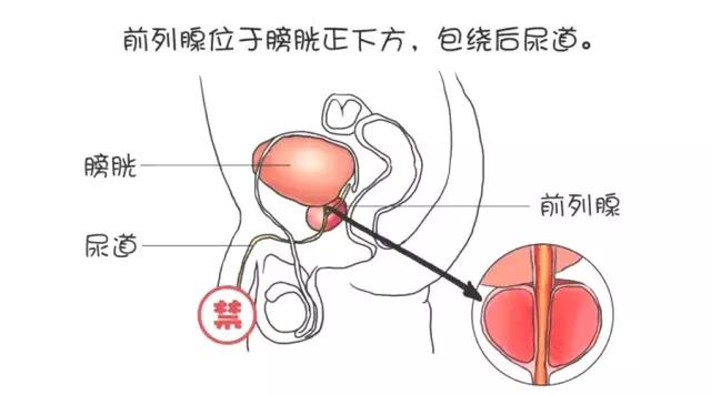 尿频尿急早泄=肾虚？“前列腺”表示不同意