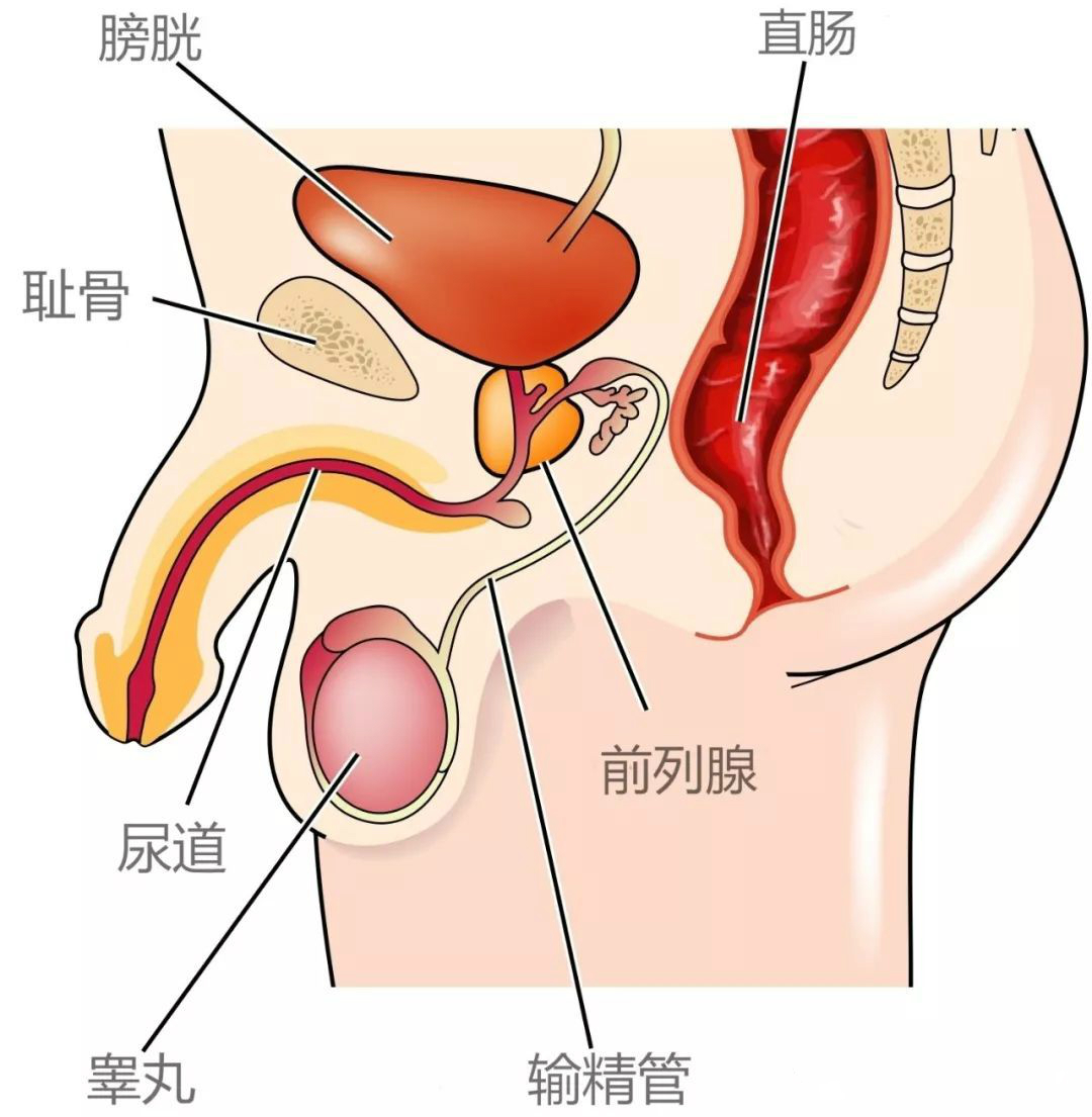都说泰国人妖寿命短，是因为摘除了睾丸？