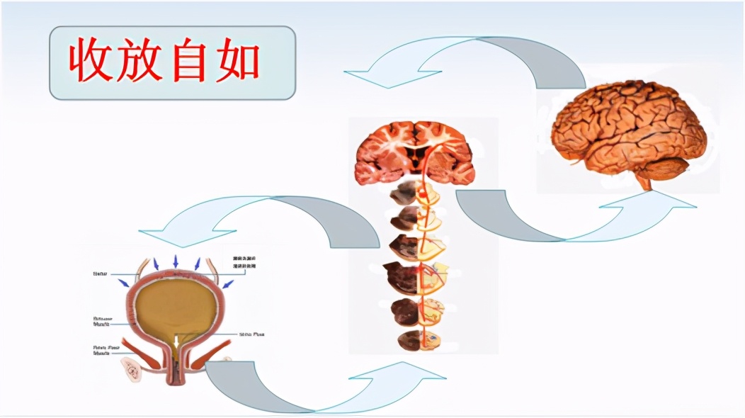 尿急、尿频就是尿路感染、前列腺炎？未必也可能是膀胱惹的祸