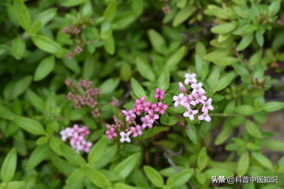 茜草的功效与作用，茜草的用药禁忌
