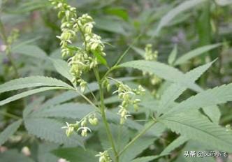 火麻仁的功效与作用和用法用量