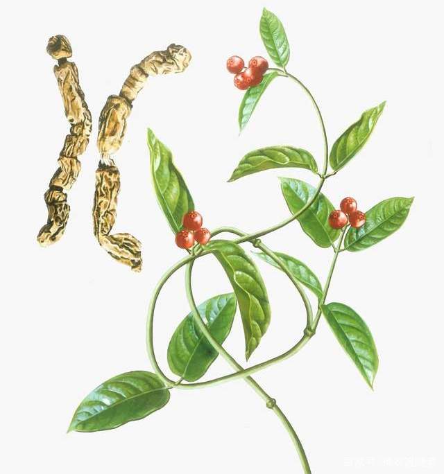 巴戟天的功效与作用和现代研究