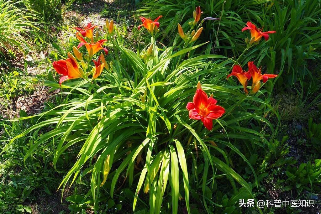 茜草的功效与作用，茜草的用药禁忌