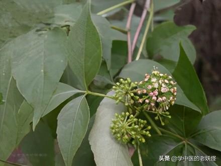 五加皮的功效与作用