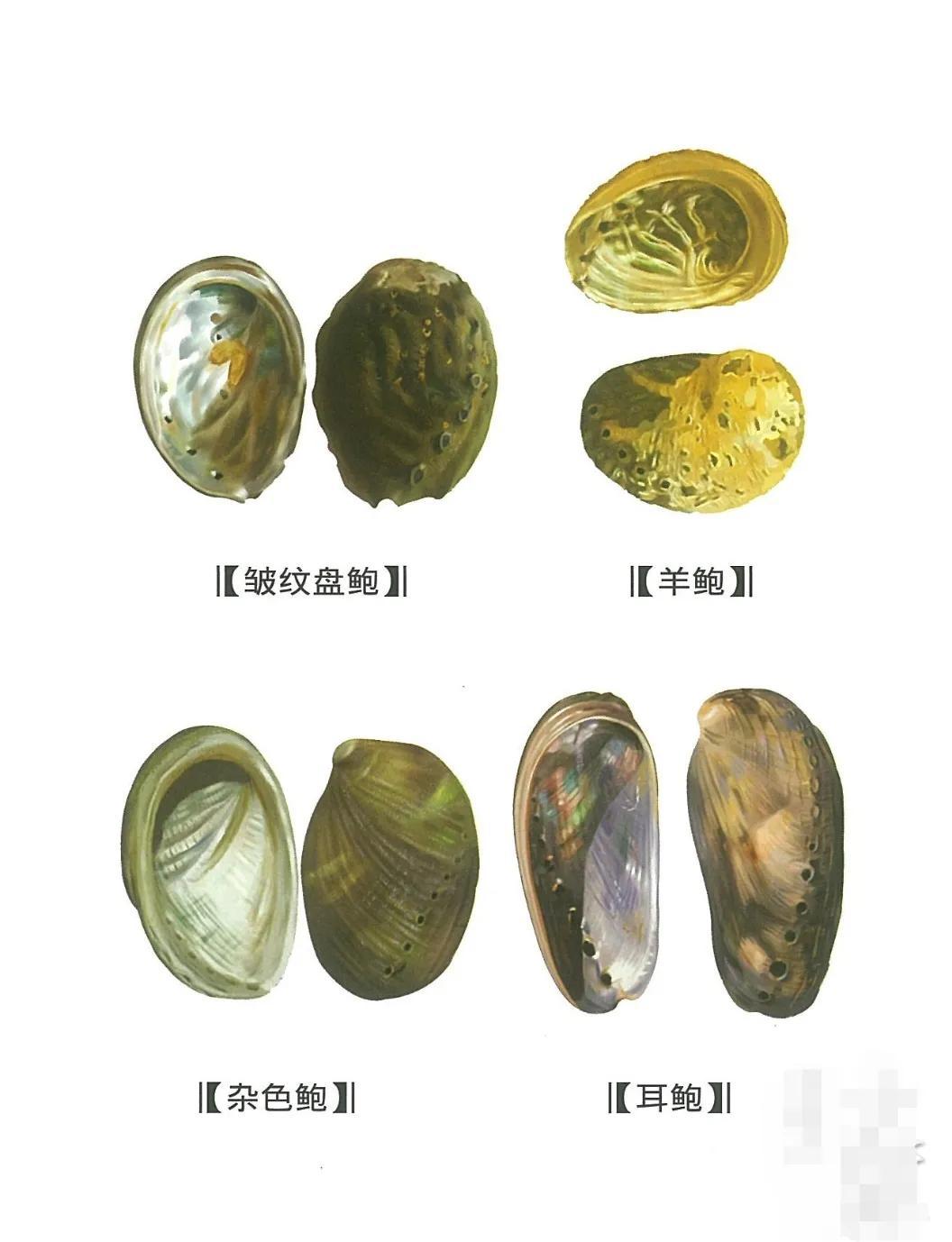 石决明的功效与作用，石决明的现代研究