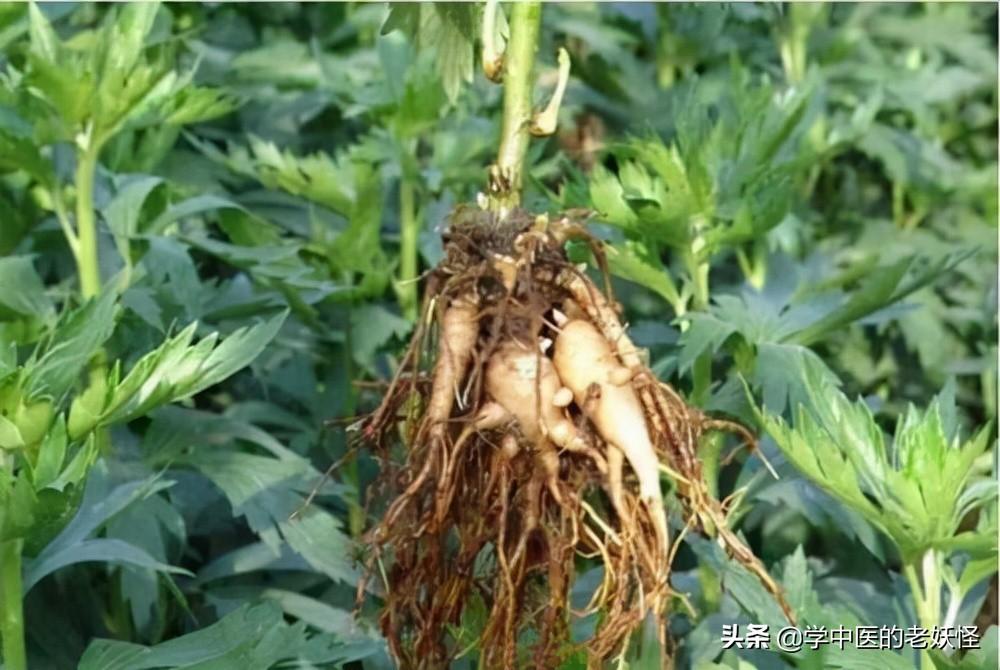 附子的功效与作用（补火助阳，散寒止痛）