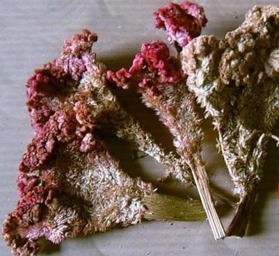 鸡冠花的功效与作用以及用法用量
