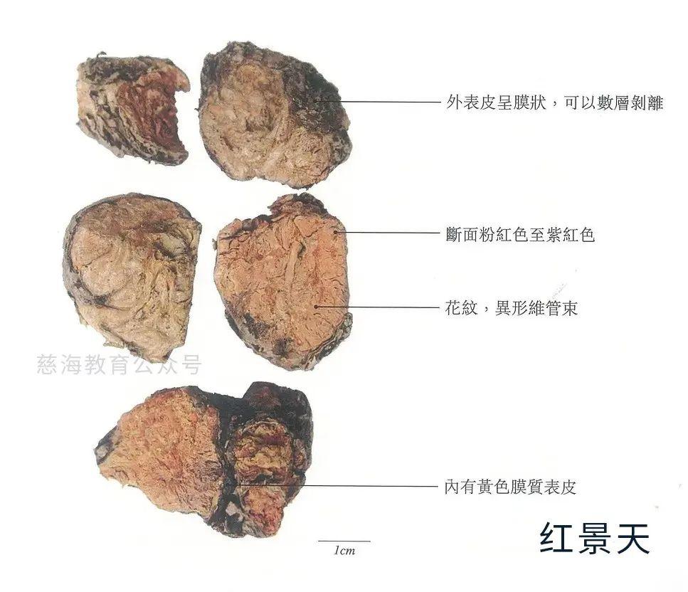 红景天的功效与作用（现代研究与古籍记载）