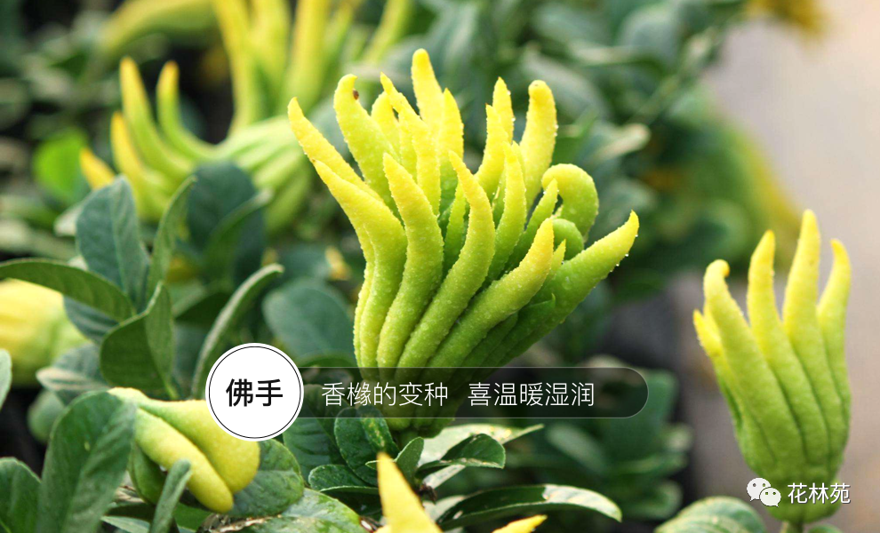 佛手的功效与作用和药用价值