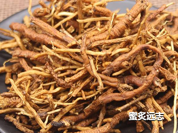 远志的功效与作用以及主治病证