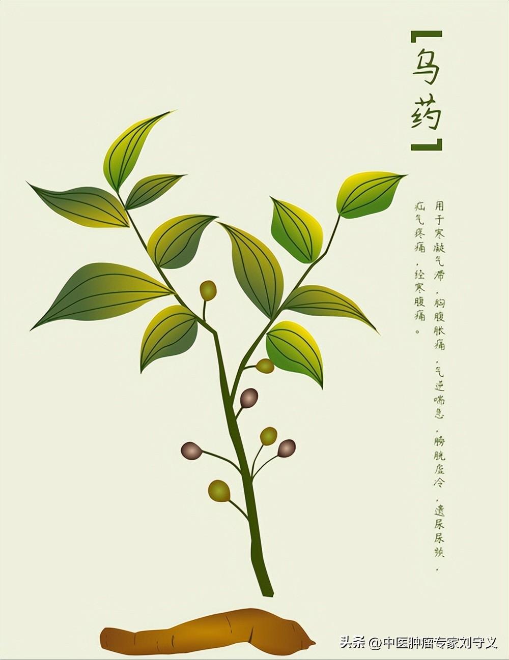 乌药的功效与作用（行气止痛，温肾散寒）
