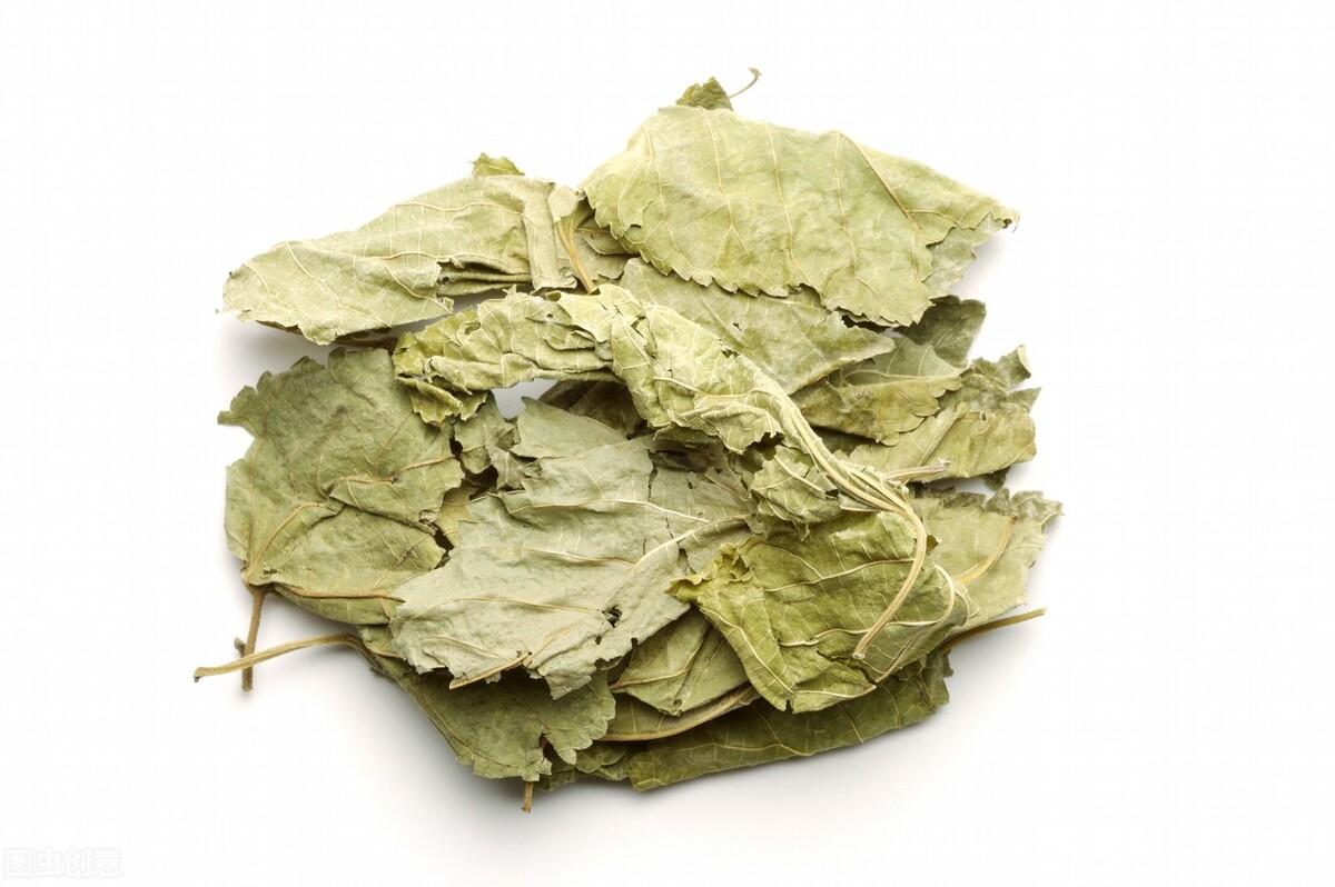 桑叶的作用与功效以及服用禁忌
