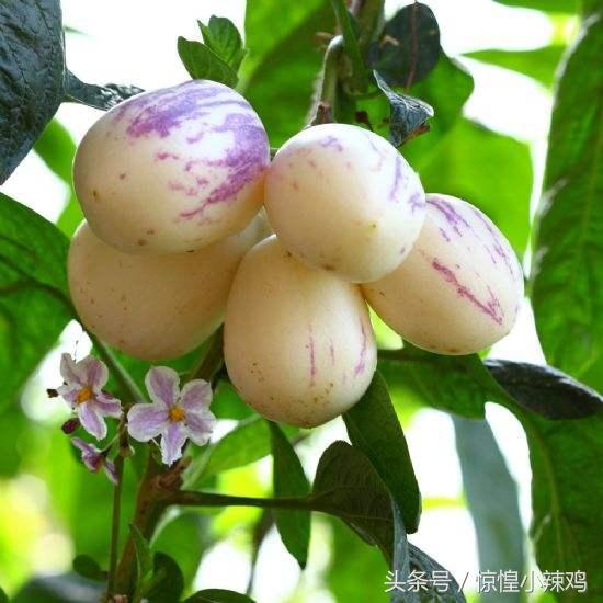人参果作用，孕妇吃人参果的功效与作用