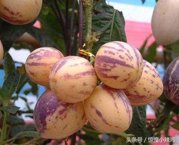 人参果作用，孕妇吃人参果的功效与作用