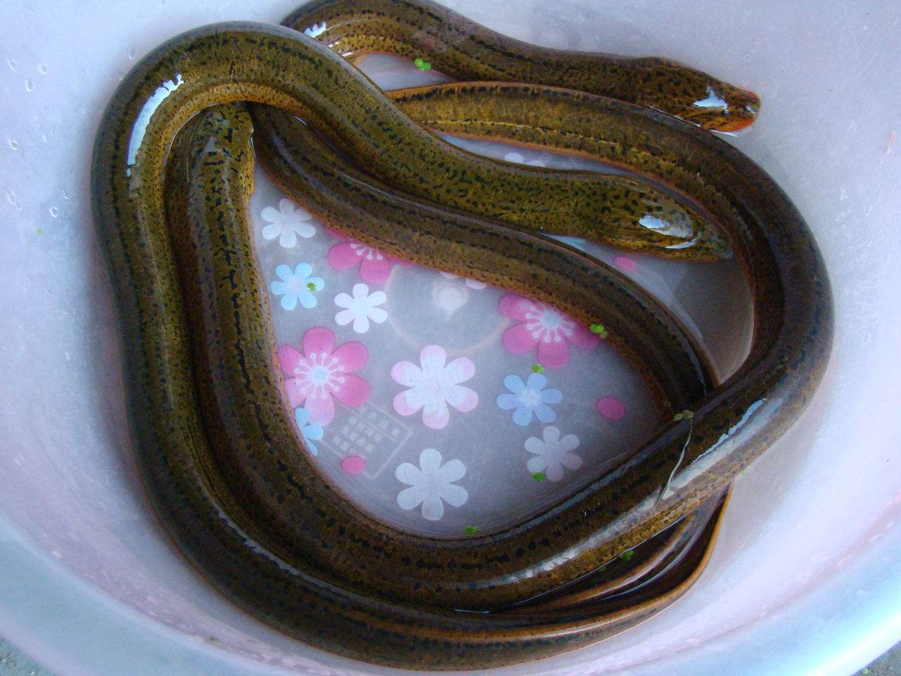 男人补肾的食物以及食谱