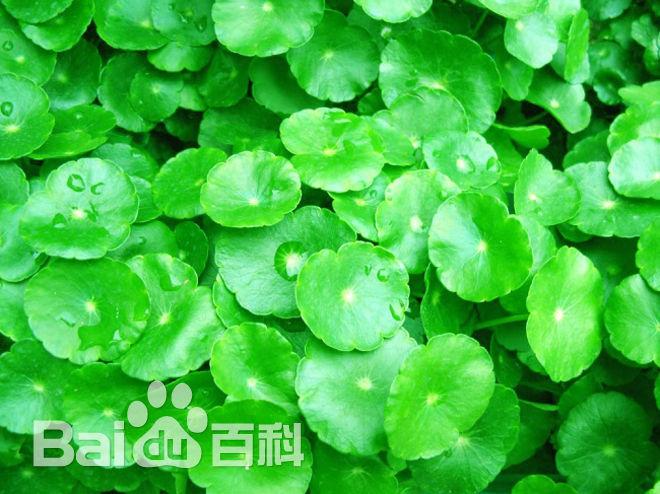 金钱草的作用，金钱草的副作用