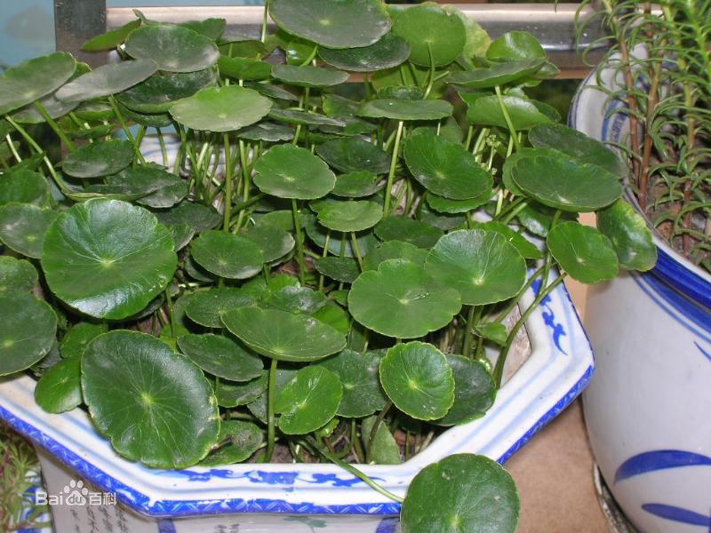 金钱草的作用，金钱草的副作用