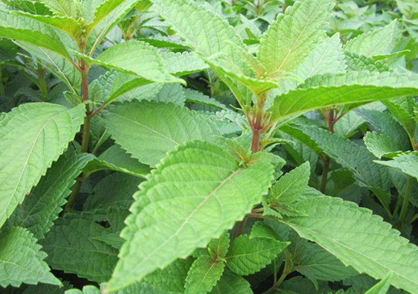 溪黄草的功效与作用以及用法用量