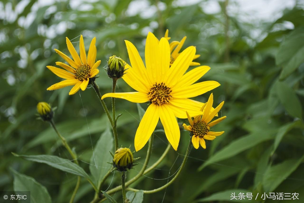 洋姜有什么功效与作用（排便通畅，防止便秘）