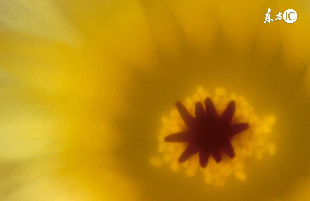 茶花粉的功效与作用（调节新陈代谢、增进免疫系统功能）