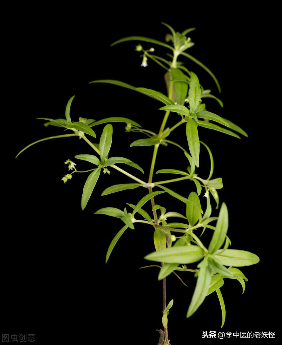 白花蛇舌草功效与作用（清热解毒，利湿通淋）