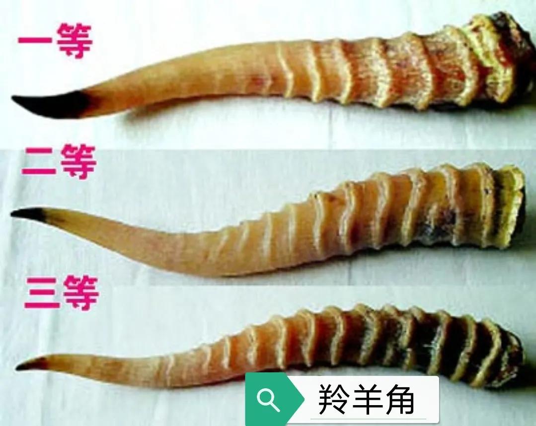 羚羊角的作用， 羚羊角的典籍摘要