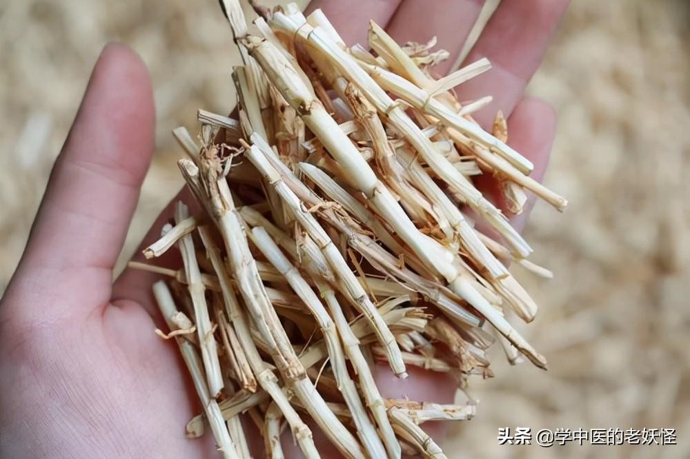 白茅根的作用与文献记载