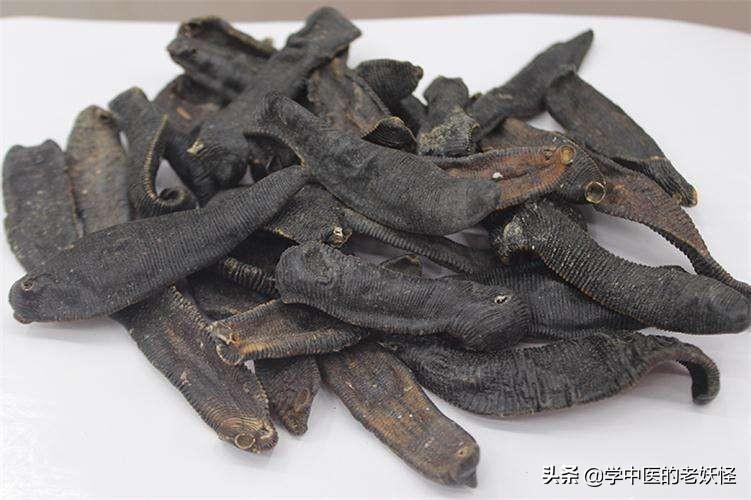 水蛭的功效与作用以及古籍摘要
