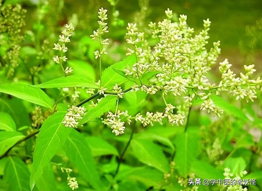 刘寄奴的功效与作用（疗伤止血的中药）