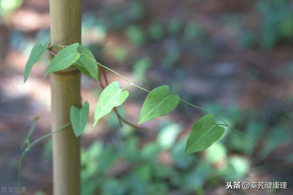 夜交藤的作用和功效（养心安神，祛风，通络）