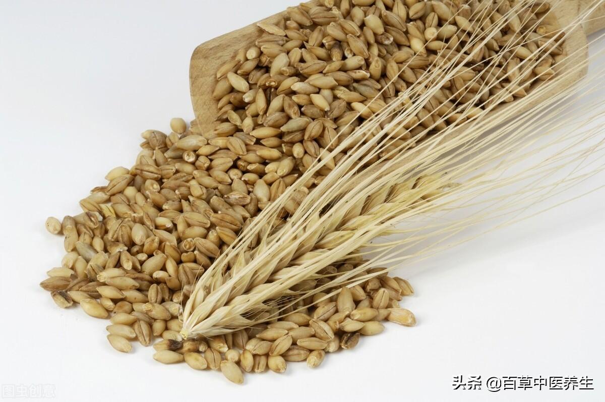 麦芽的功效与作用以及食用方法