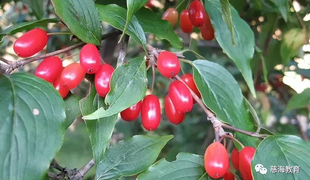 山茱萸的功效与作用以及现代研究