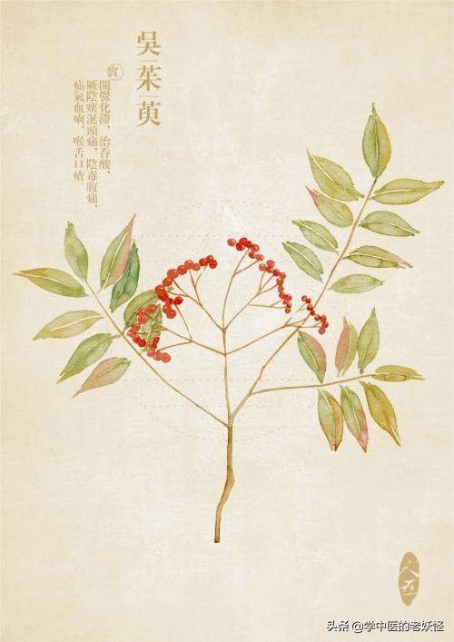 吴茱萸的功效与作用