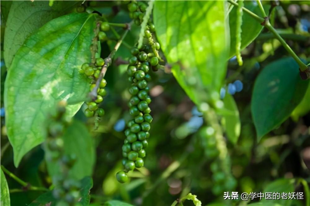 胡椒粉的功效与作用以及文献记载