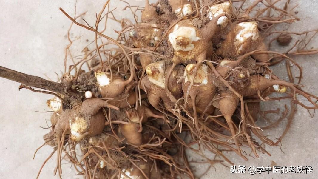 附子的功效与作用（补火助阳，散寒止痛）