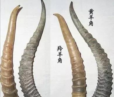 羚羊角的作用， 羚羊角的典籍摘要