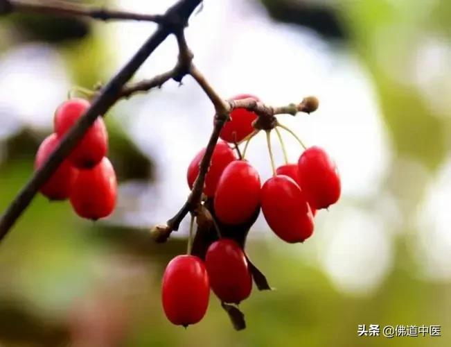 山萸肉的功效与作用，补髓之神药