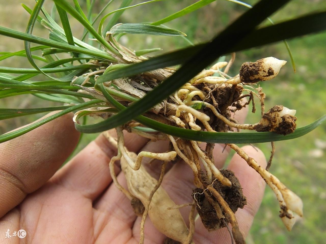 麦冬泡水喝的五大禁忌，麦冬泡水喝的方法