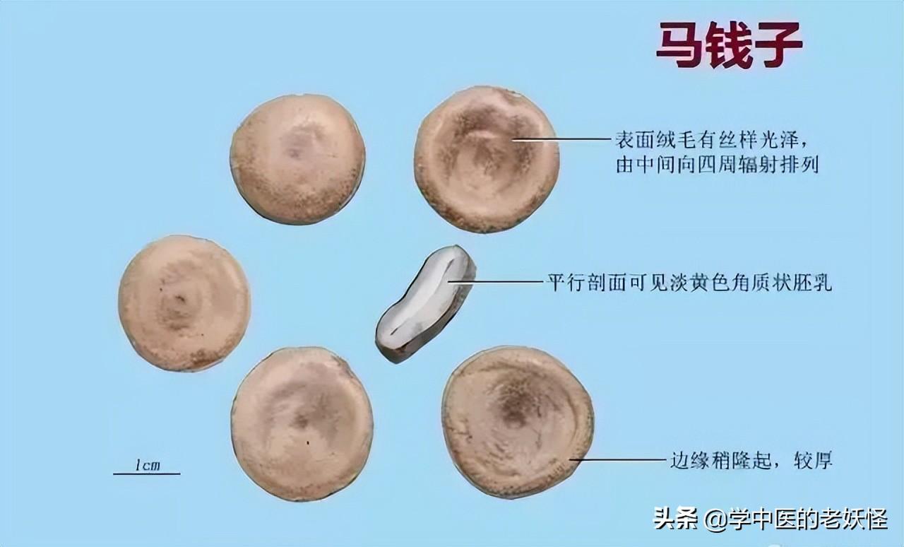 马钱子的功效与作用（散结消肿，通络止痛）