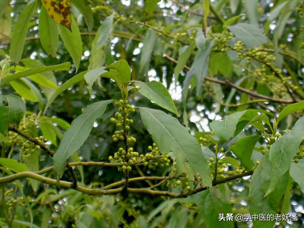 胡椒粉的功效与作用以及文献记载