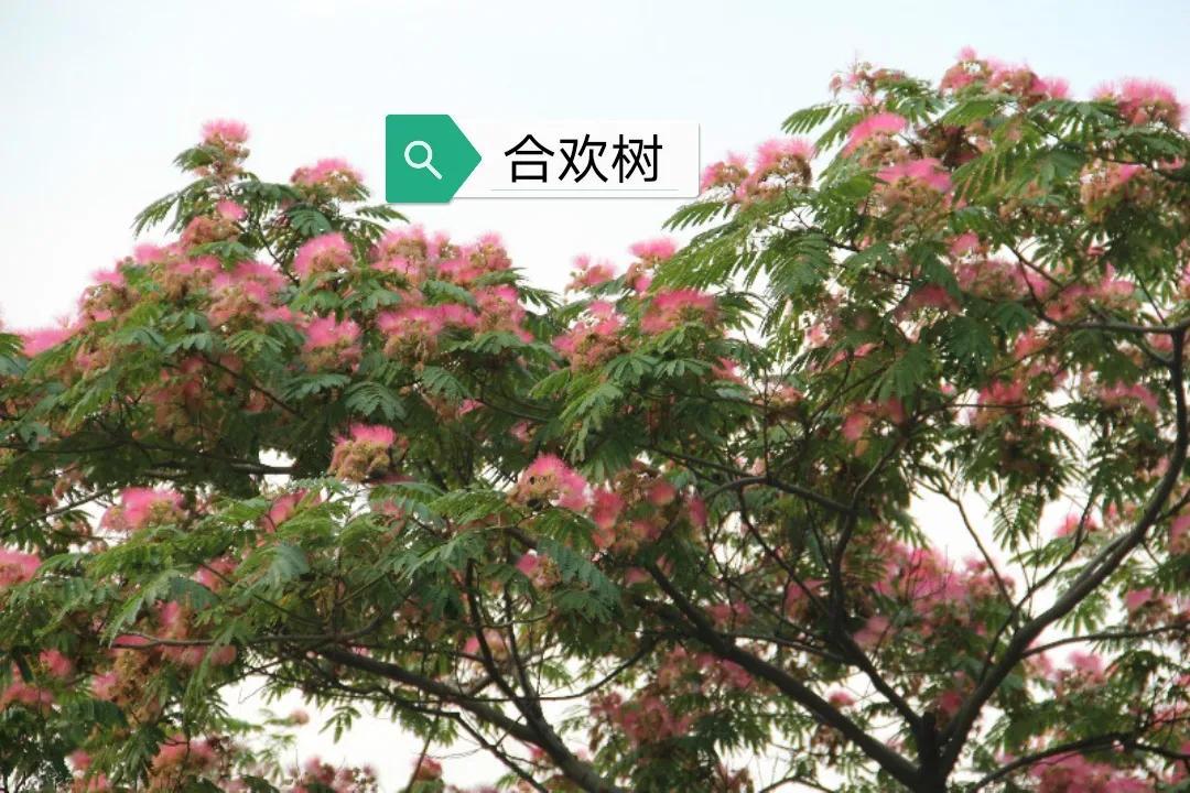 合欢皮的作用与功效和现代研究