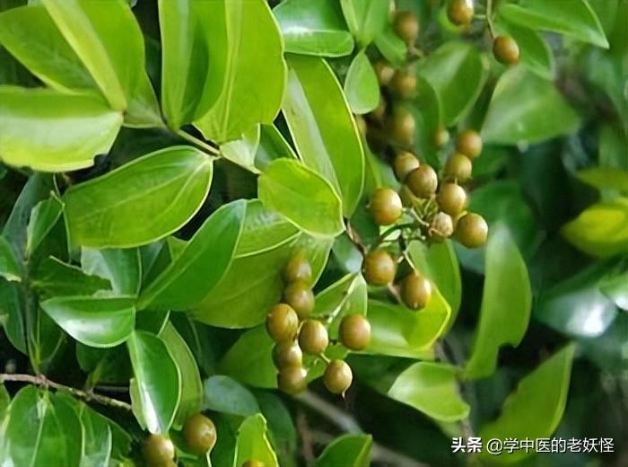 马钱子的功效与作用（散结消肿，通络止痛）