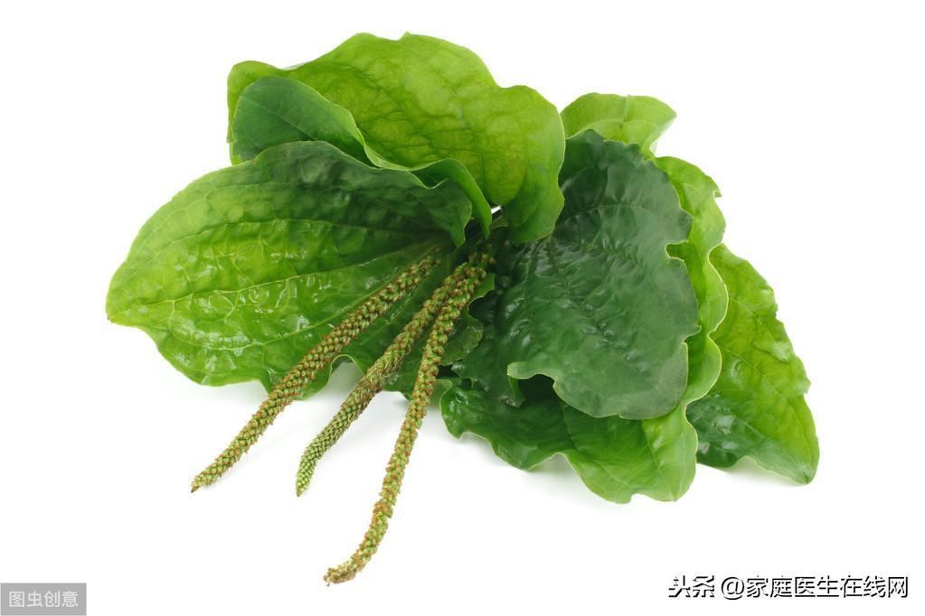 车前草的作用，车前草该怎么服用？
