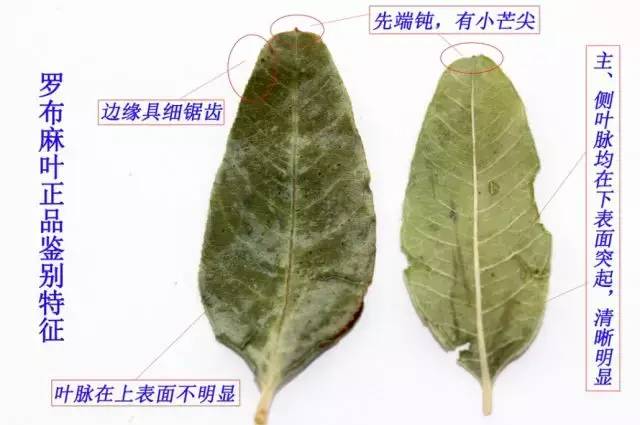 罗布麻叶的功效与现代研究