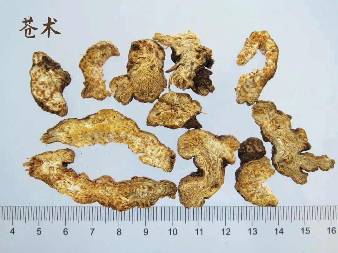 苍术功效与作用以及现代研究