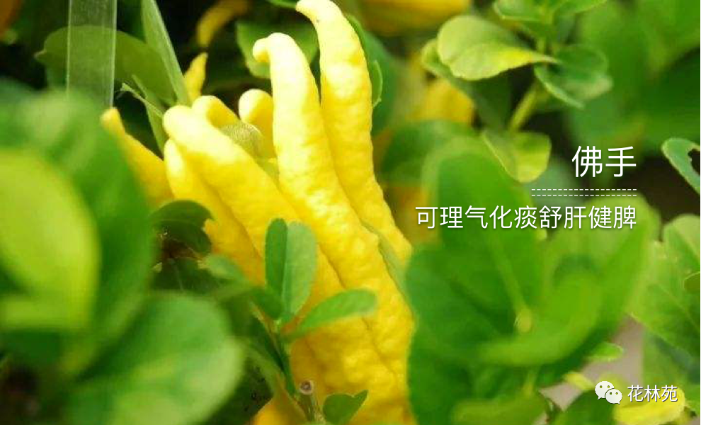 佛手的功效与作用和药用价值