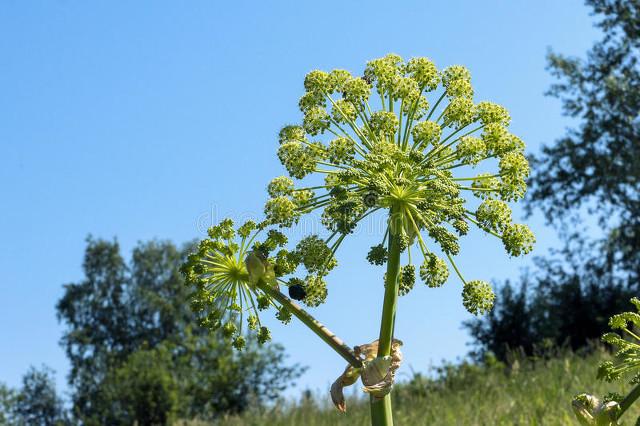 白芷的功效和作用（解表散寒）