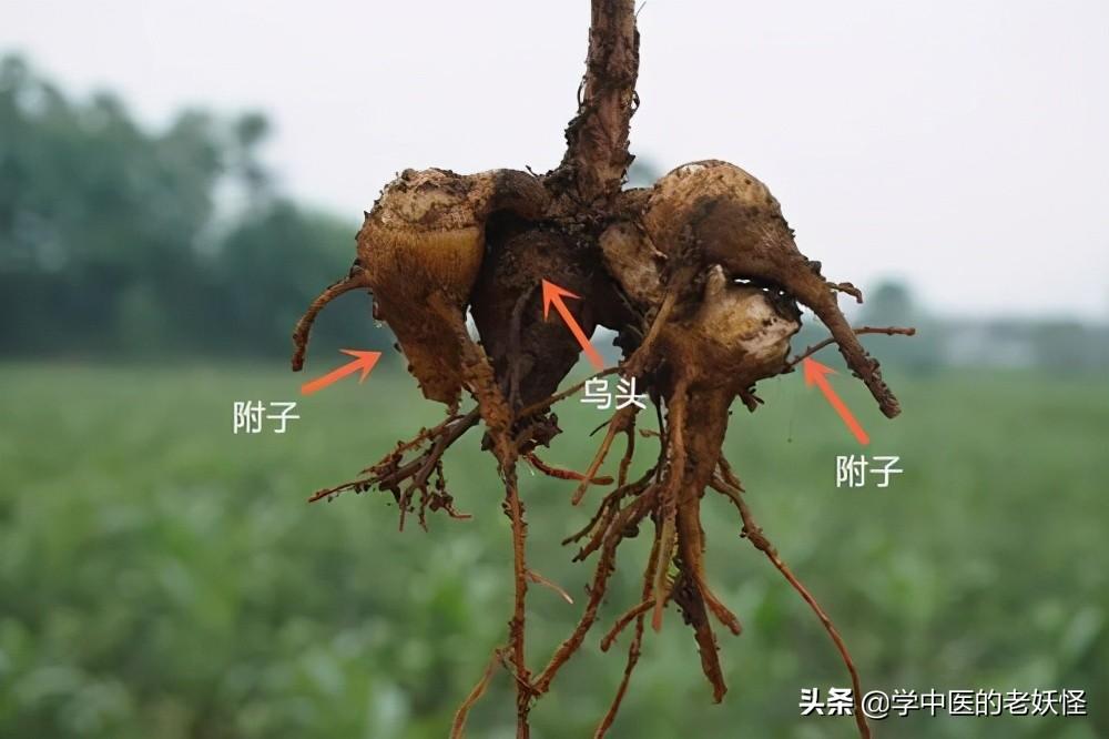 附子的功效与作用（补火助阳，散寒止痛）